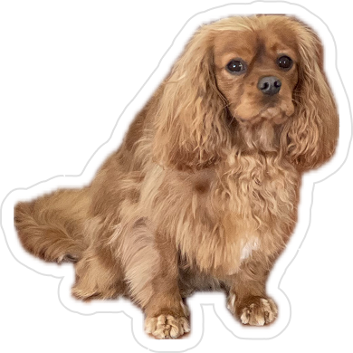 Charles Sticker